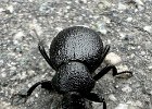 IMG 7716  Beetle goes about his business.