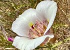 IMG 7870  Mariposa Lily - calochortus venustus - are some plucky natives.