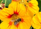 IMG 8030  Lotsa bees in the nasturtium today.