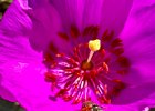 IMG 8584