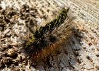 IMG 8863  Tiger Moth caterpillar, says photo search. Poison spines. Do not touch.