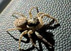 IMG 8882  Small visitor on the van.