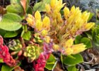 IMG 9227  Little succulents put out big, vivid flower displays.