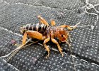 IMG 9326  Chubby lil Jerusalem Cricket hiding under the tent.