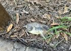 IMG 9806  Is a dead rat then.
