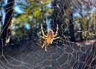 IMG 9815  Spider appears to be missing a couple of legs but is still trying to do the needful.