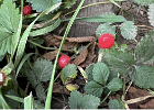 IMG 0711  This is not a thing I'd ever heard of. "Edible but less palatable than proper strawberries." I did not try myself.