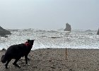 IMG 0745  Rough surf today on Carmet Beach. Koba just backed away from the last wave to break.