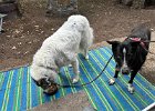 IMG 1248  Koba: "He's still eating. Why am I not still eating?"