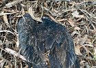 IMG 1271  Asking google why there are so many dead vultures under the trees this year did not offer any useful results.