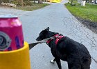 IMG 1994  Trying to take a picture of the beer and the dog in context. Not easy with him pulling on the leash.