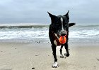 IMG 2022  Big waves today. Koba needed help finding the ball in the foam.