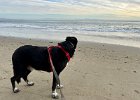 IMG 2080  Koba does not recognize the sea doggos as kin.