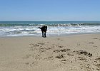 IMG 2504  Koba likes the beach. This is no surprise.