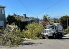 IMG 2855  Broom truck driver managed to get himself stuck in the branches of a street tree that no other truck had hit in a decade or more (including the other brooms that drive this route once a month.) City crews showed up to help him and basically cut that tree down to a ground level stump.