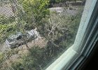 IMG 3161  Photo through a screen: Bad. Photo of a nuisance tree that got the chop. Muy bueno.