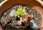 IMG 3184  And that rock top left is supposed to be bottom center, to protect that succulent, but some varmint has moved it!