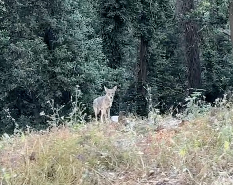 2025 06 26 coyote JMP 3