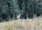 2025 06 26 coyote JMP 3  Shot a video with the phone as we walked back to the parking lot and it tracked us.