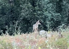 2025 06 26 coyote JMP 4