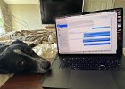 IMG 3424  It bores me, hooman.