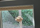 IMG 3491  Bird stealing the organic liner material for nesting.