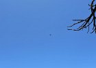 IMG 3685  Cal Fire KC-130 flies over and does some swoopy turns and I try and take a picture of it. Camera focuses on the tree branch instead. Ah well.