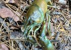IMG 3803  More like craw-didn't.