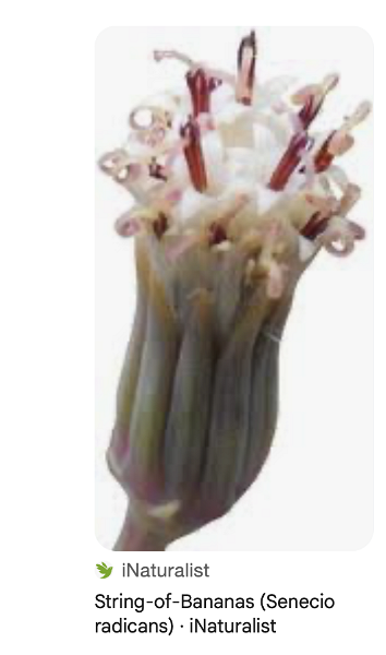 senecio radicans