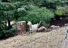 IMG 4160  The goats are clearing the grass and undergrowth.