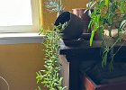 IMG 4572  This plant is so heavy now it is pulling the container over. Might have to cut and propagate.