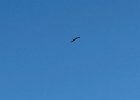 IMG 4622  Frigate birds were over the neighborhood quite a lot this visit.