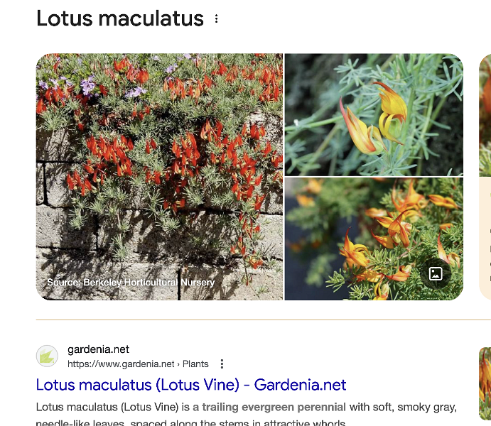 lotus maculatus