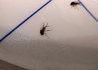 IMG 4948  Not gnats. Smaller. They seem to like moisture.