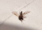IMG 5274  There were a few of these around the house making jerks of themselves Winged ants. Hot on the heels of the winged termites that swarmed recently after the first good rain of the fall.