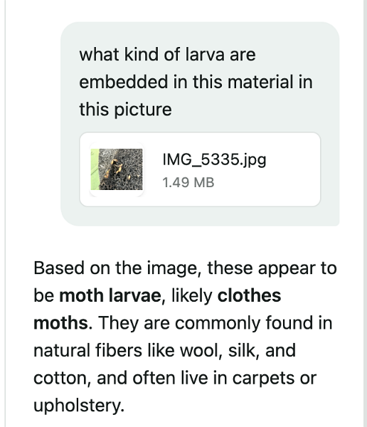 wrong ai assessment of larvae