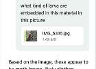 wrong ai assessment of larvae  The AI gave too much weight to the appearance of fabric around them. They don't match shape. Not really sure what they are. Probably a fly.
