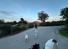 IMG 5431  Golden hour walkies.