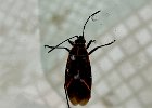 IMG 5914  Beetle in the hot tub.