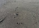 IMG 6120  Some dog jumped right over this bird. The phone's auto lookup stuff had no guesses.