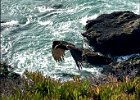 IMG 6255  This vulture was gliding back and forth along the updraft at the edge of the bluff.