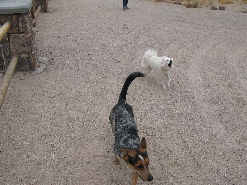 IMG_1505.JPG - Something about white dogs and Pete.