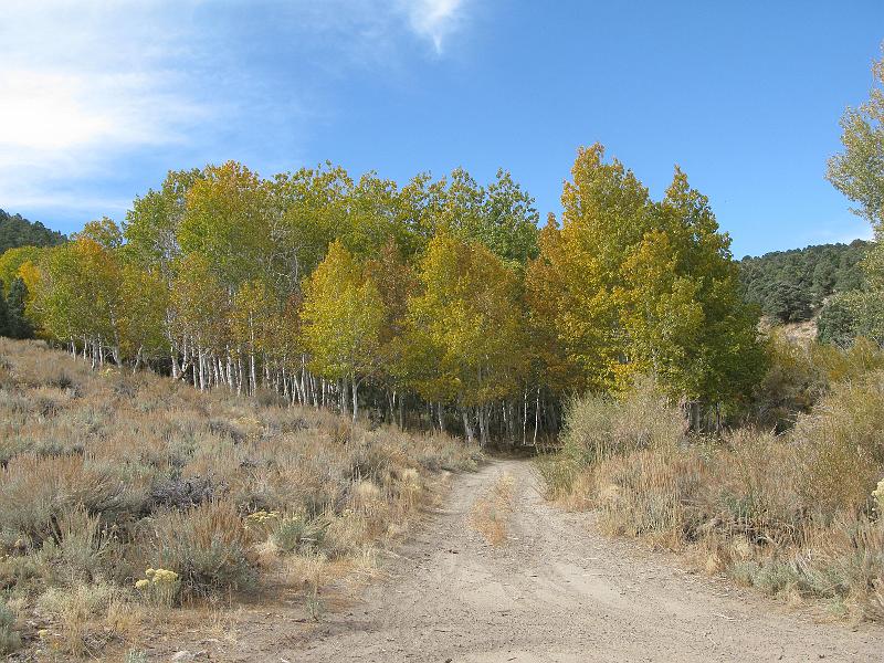 IMG_1666.JPG - Where there are aspens, there is running water. Based on my personal survey of the Bishop area.