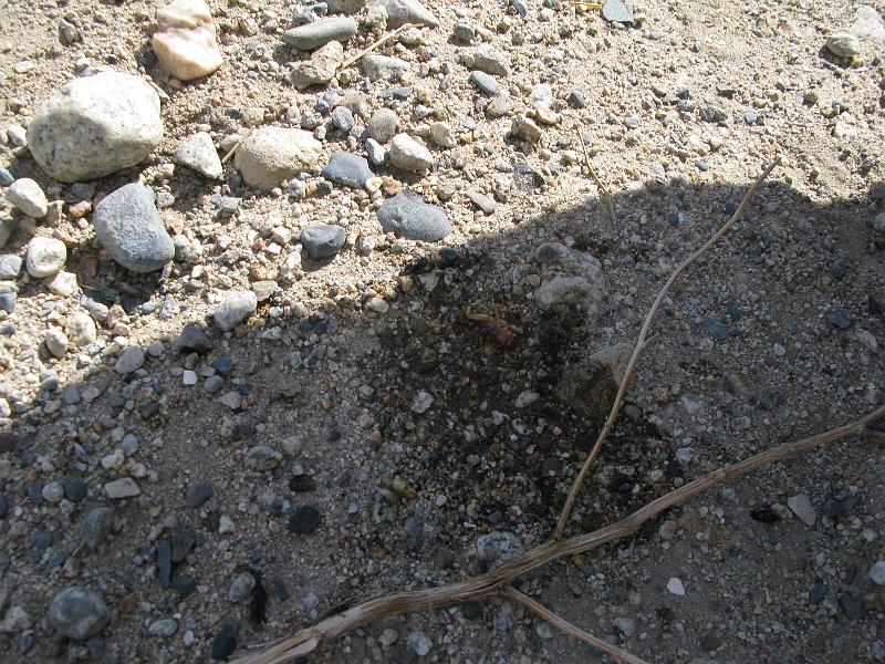 IMG_1682.JPG - Fortunately there was an empty can of Mountain Dew handy that could be used to transfer some gas. There was the matter of a dead grasshopper in the can to be taken care of first.