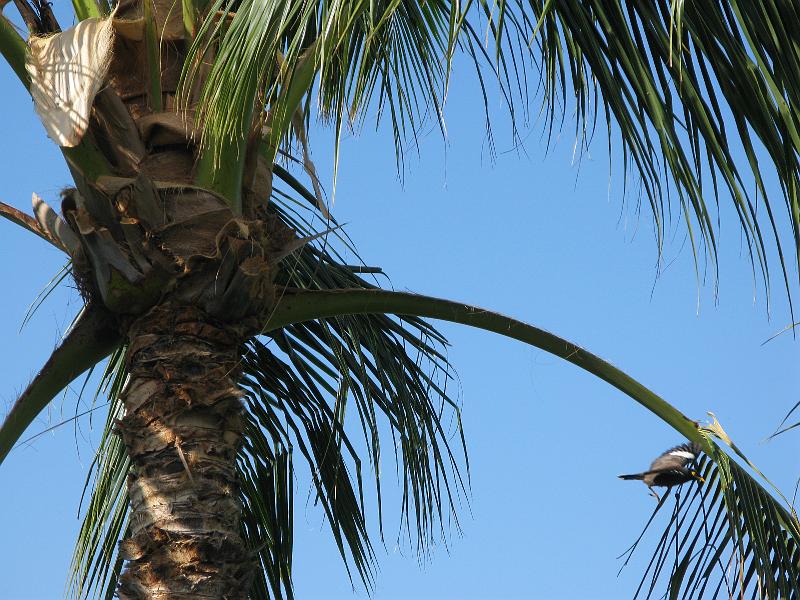 IMG_2140.JPG - That bird (flying out of frame to the lower right) was perched on that branch making a racket right outside my open patio door. He and his ilk wake me up every morning at like 6:30.