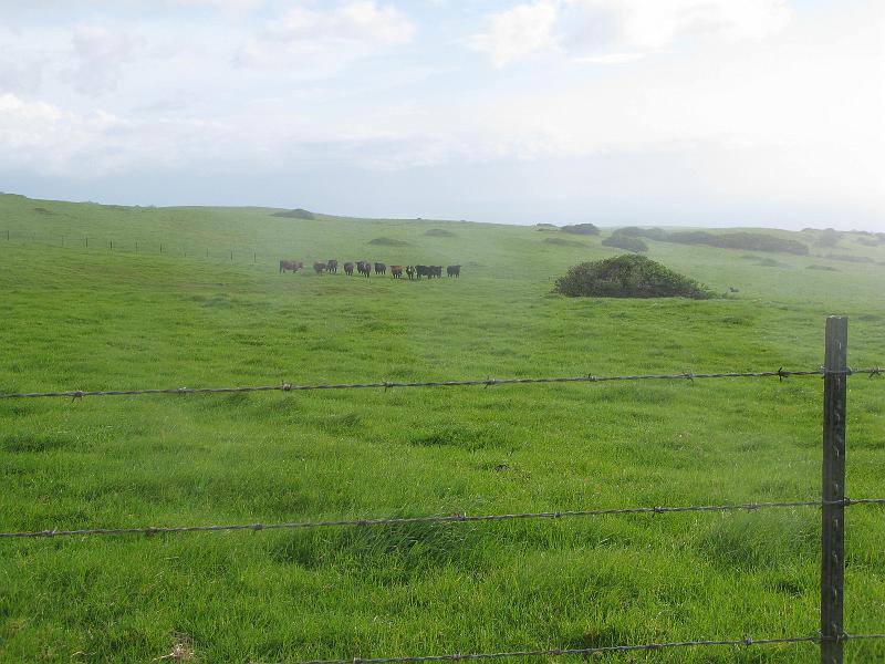 IMG_2190.JPG - In the latest Cormac McCarthy book they called the plural of beef "beeves".
