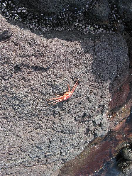 IMG_2213.JPG - Mr. Crab.