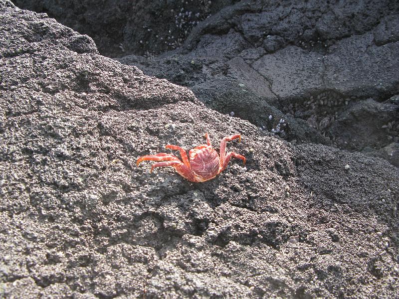 IMG_2214.JPG - Make that, the late Mr. Crab.