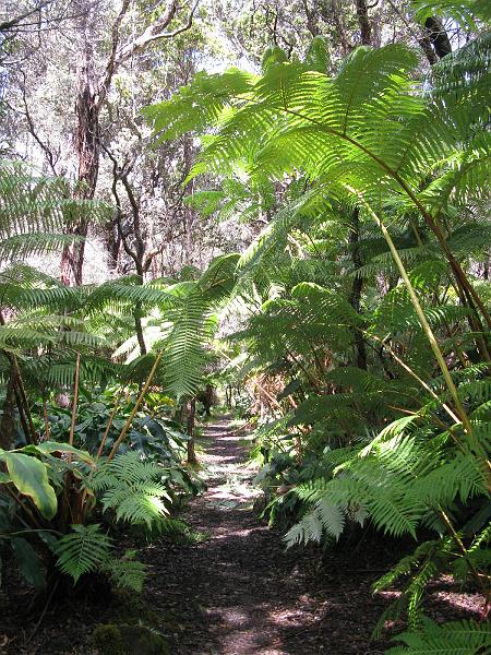 IMG_2290.JPG - Tropical forest.