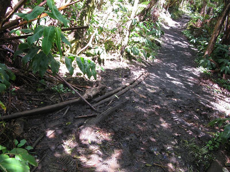 IMG_2312.JPG - The thing about the rain forest is that there's a lot of rain there. The trail was sloppy with mud in many places. Many helpful folks would lay down dead wood so you make it through without sinking. Unless you slip on the smooth wood and fall over completely.